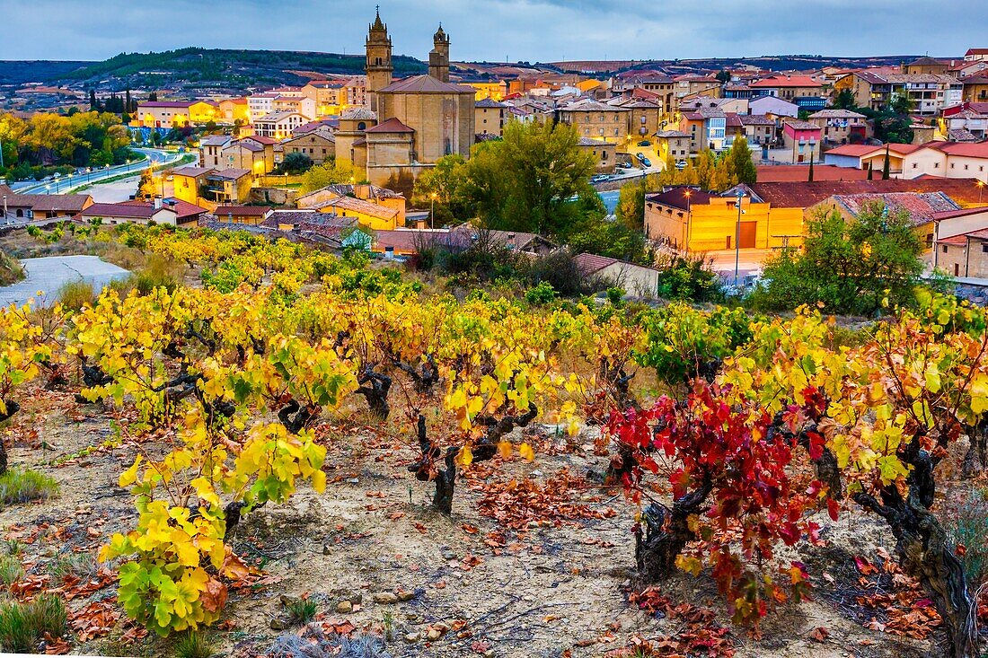 Weinberge im Herbst. Elciego-Dorf. Kreis Rioja Alavesa. Alava, Baskenland, Spanien, Europa.