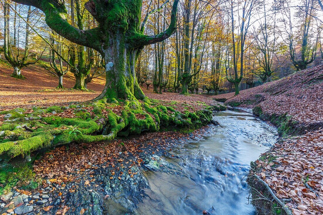 Otzarreta beechwood. Gorbea Natural Park. Bizkaia,Basque Country,Spain,Europe.