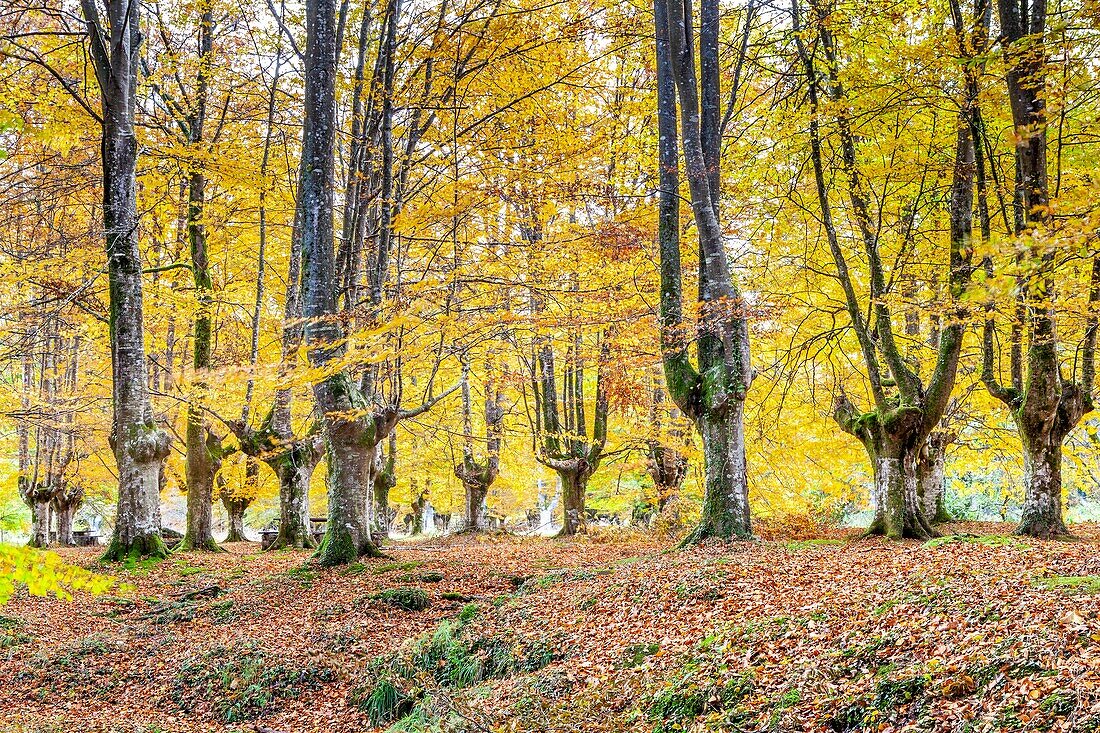 Presazelai beech tree grove,Otxandio,Vizcaya,Spain.
