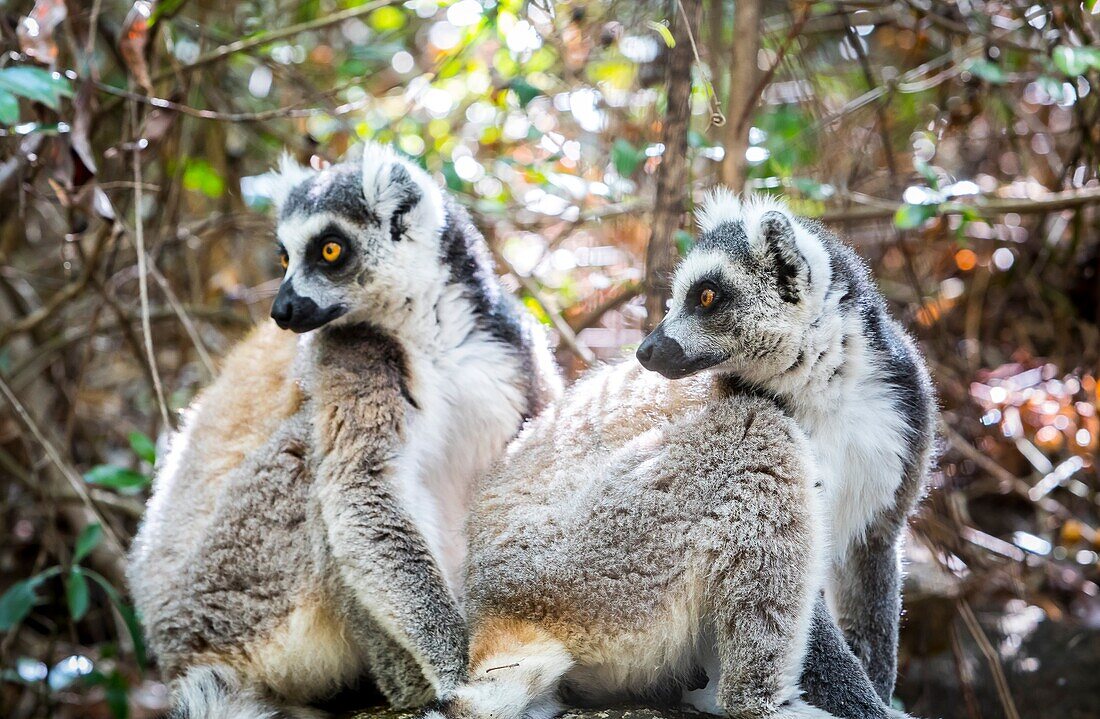 Ring-tailed Lemur,Maki catta,Anja Reserve,Madagascar.