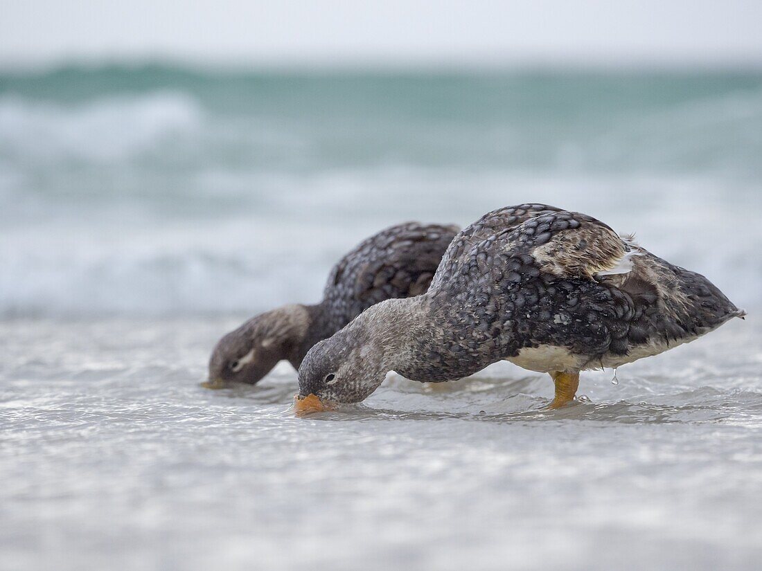 Falkland flugunfähige Dampferente (Tachyeres brachypterus), eine flugunfähige Ente, die auf den Falklandinseln endemisch ist. Männchen zeigt einen orangefarbenen, Weibchen einen grünlichen Schnabel. Südamerika, Falklandinseln, Januar.