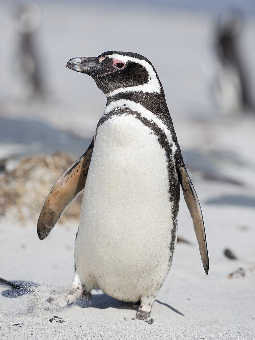 Magellan-Pinguin (Spheniscus magellanicus). Südamerika, Falklandinseln, Januar.