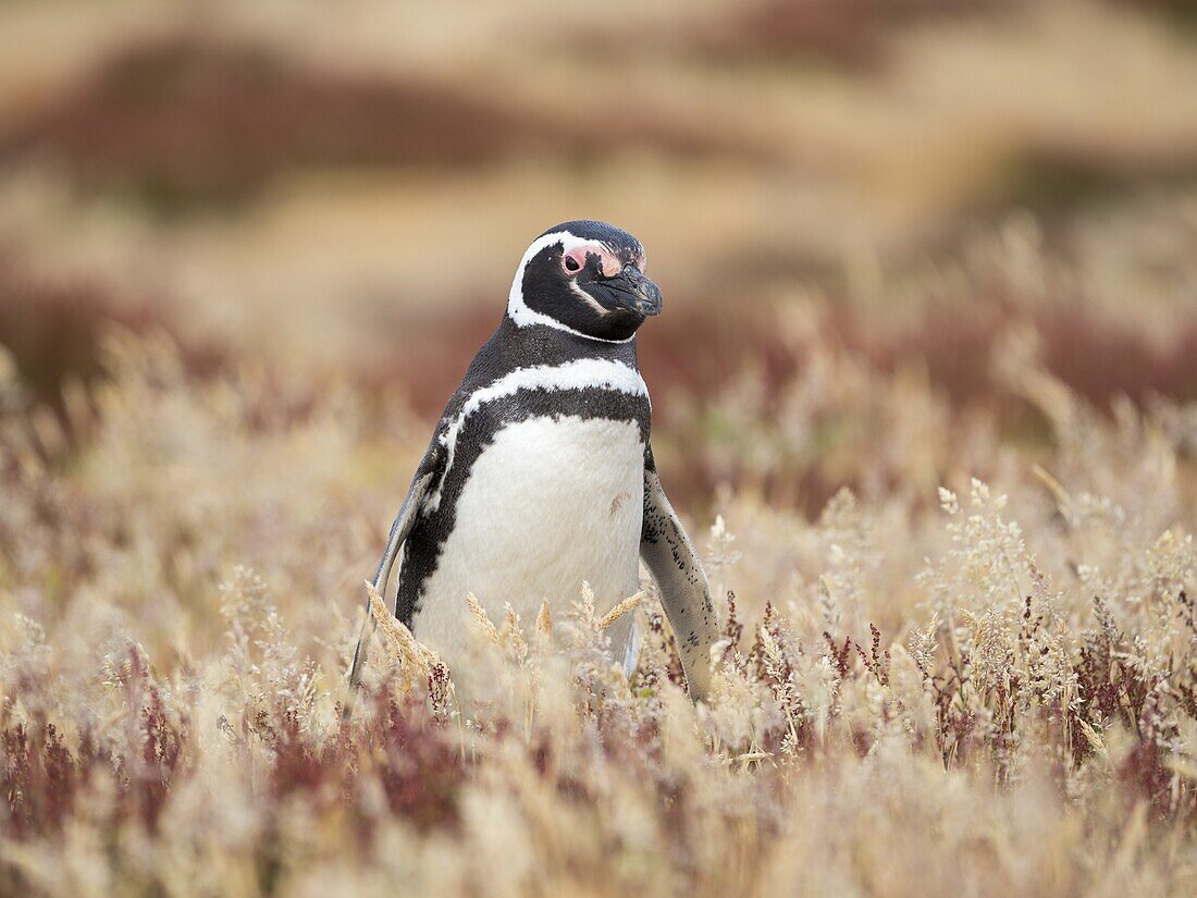 Magellan-Pinguin (Spheniscus magellanicus). Südamerika, Falklandinseln, Januar.