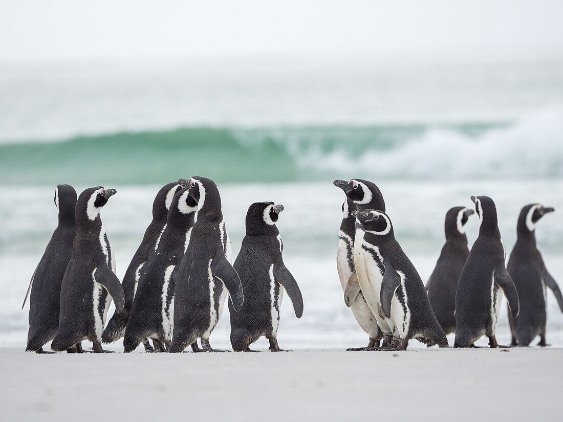 Magellan-Pinguin (Spheniscus magellanicus). Südamerika, Falklandinseln, Januar.