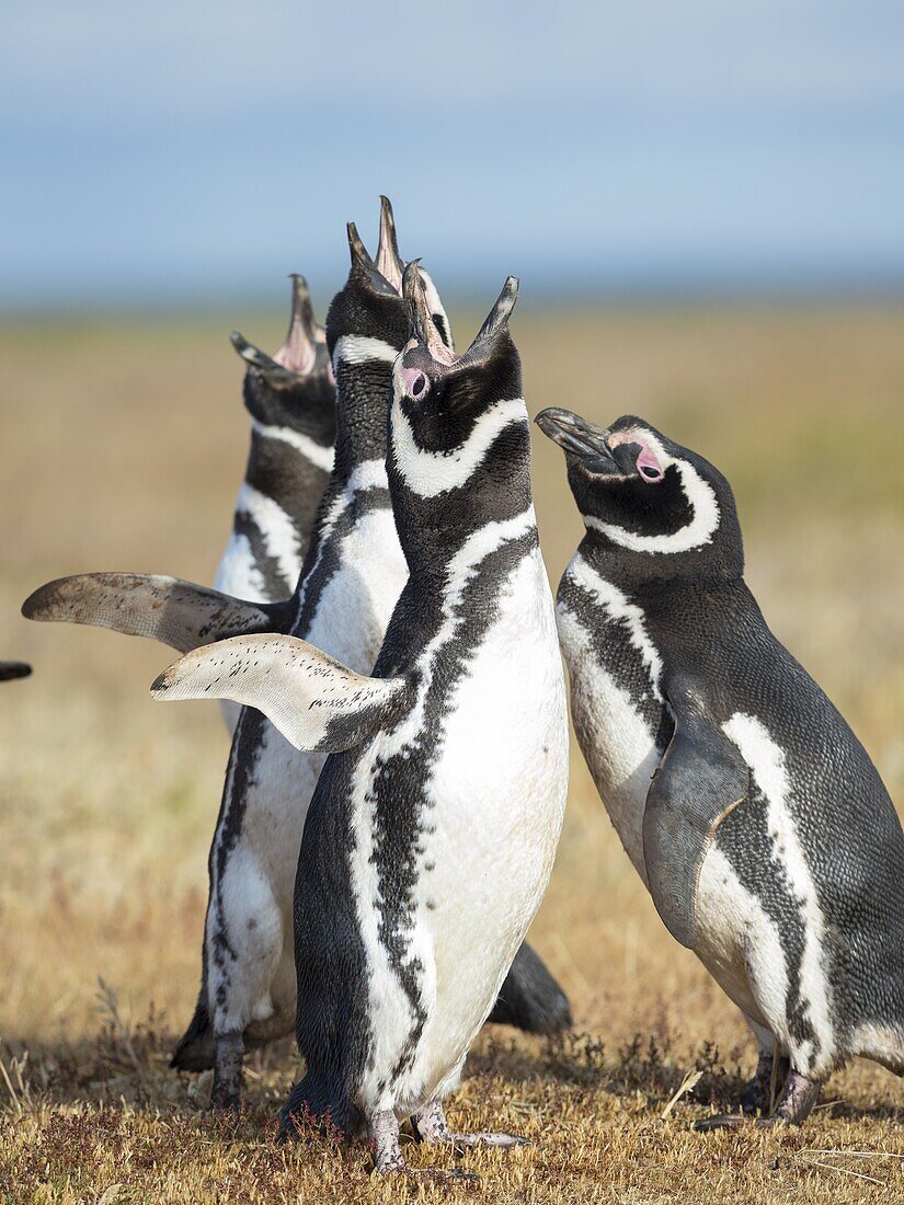 Soziale Interaktion und Verhalten in einer Gruppe. Magellan-Pinguin (Spheniscus magellanicus). Südamerika, Falklandinseln, Januar.