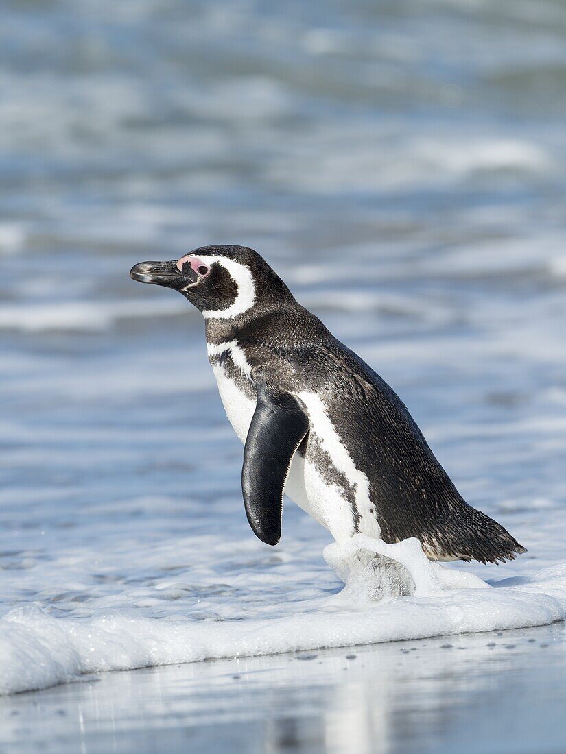 Magellan-Pinguin (Spheniscus magellanicus). Südamerika, Falklandinseln, Januar.