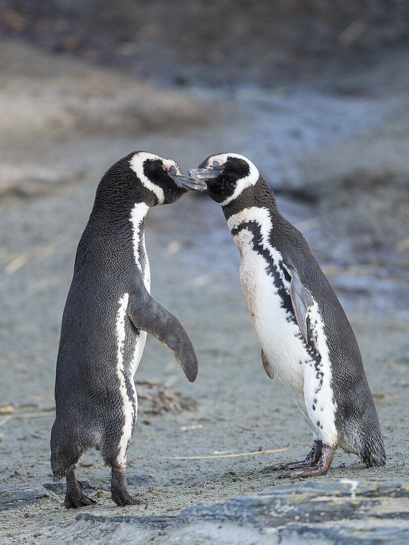 Soziale Interaktion und Verhalten in einer Gruppe. Magellan-Pinguin (Spheniscus magellanicus). Südamerika, Falklandinseln, Januar.