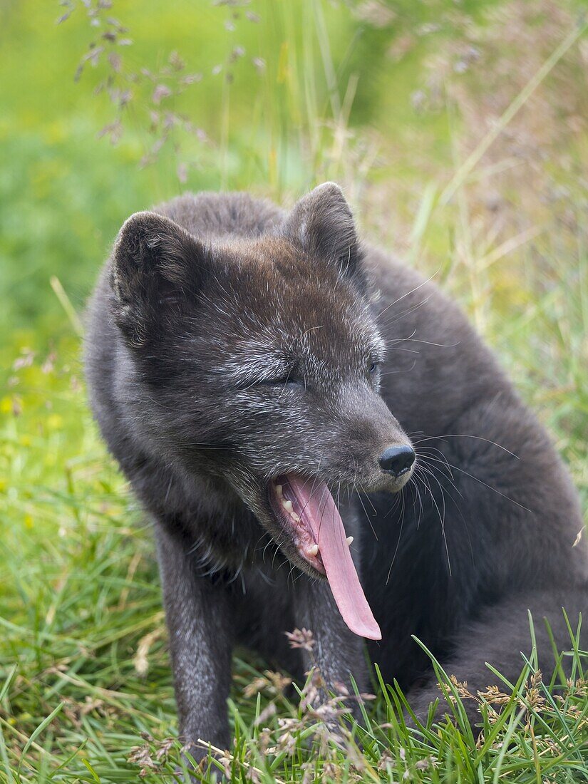 Arctic Fox (Vulpes lagopus,Alopex lagopus),Melrakkasetur Islands. Polar regions,Iceland,Westfjords.