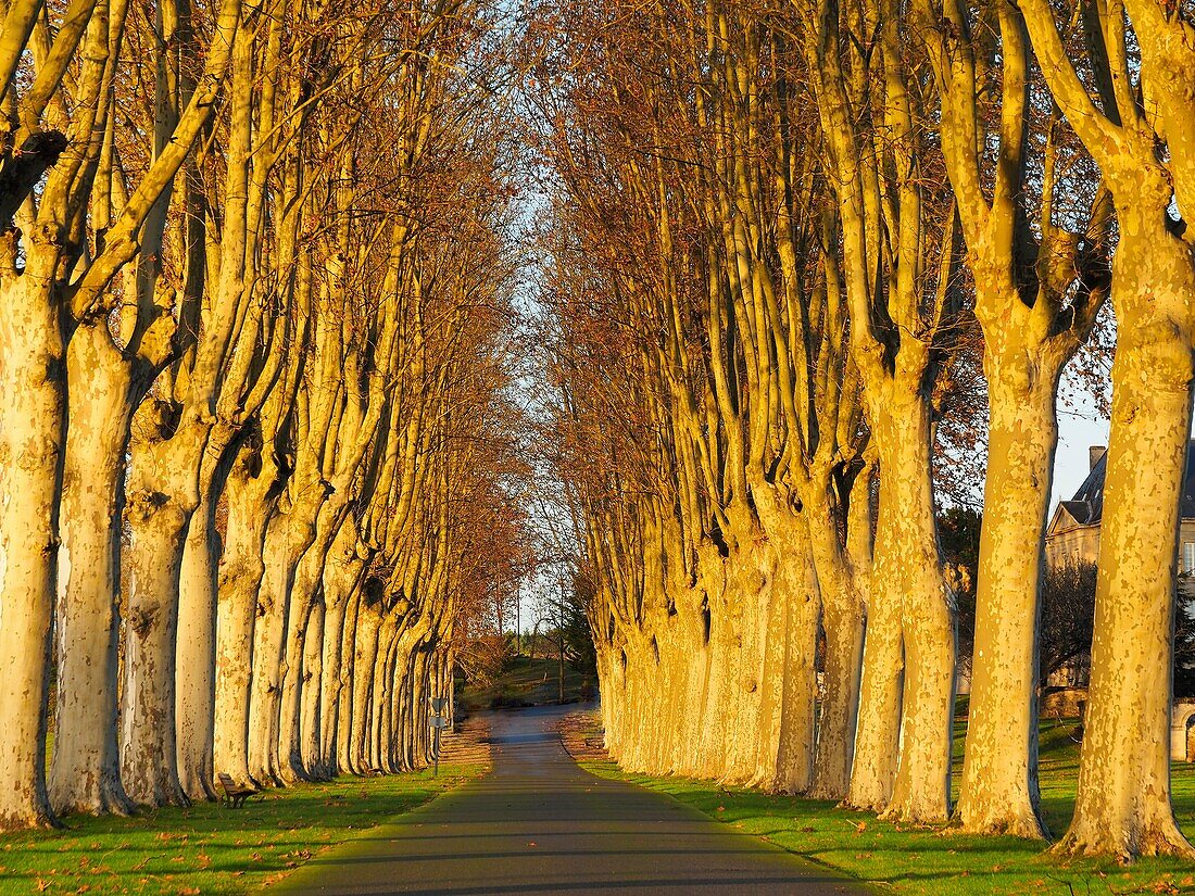 Departement Lot-et-Garonne, Nouvelle Aquitaine, Frankreich.