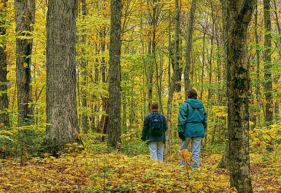 Zwei junge Leute gehen im Herbst auf einem Waldweg aus Ahornbäumen, Frontenac-Nationalpark, Quebec, Kanada