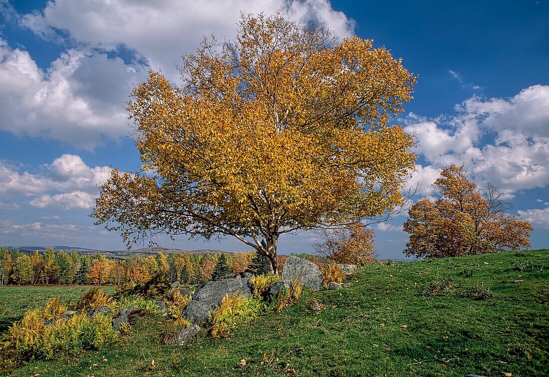 Weiße Birke im Herbst. Quebec, Kanada.