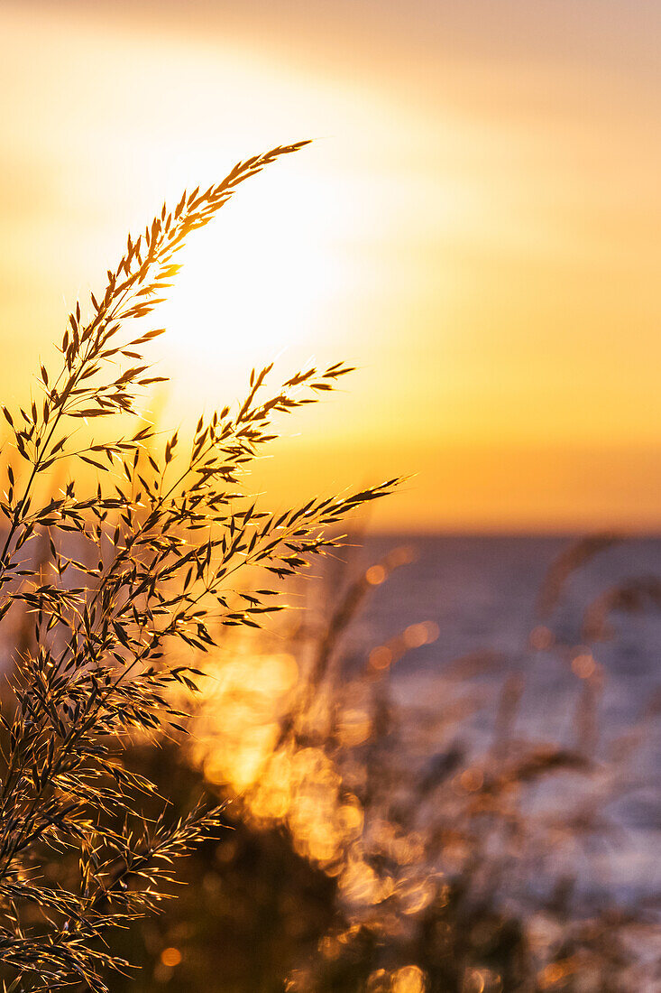 Grass in the evening light over the sea, Baltic Sea, Ostholstein, Schleswig-Holstein, Germany