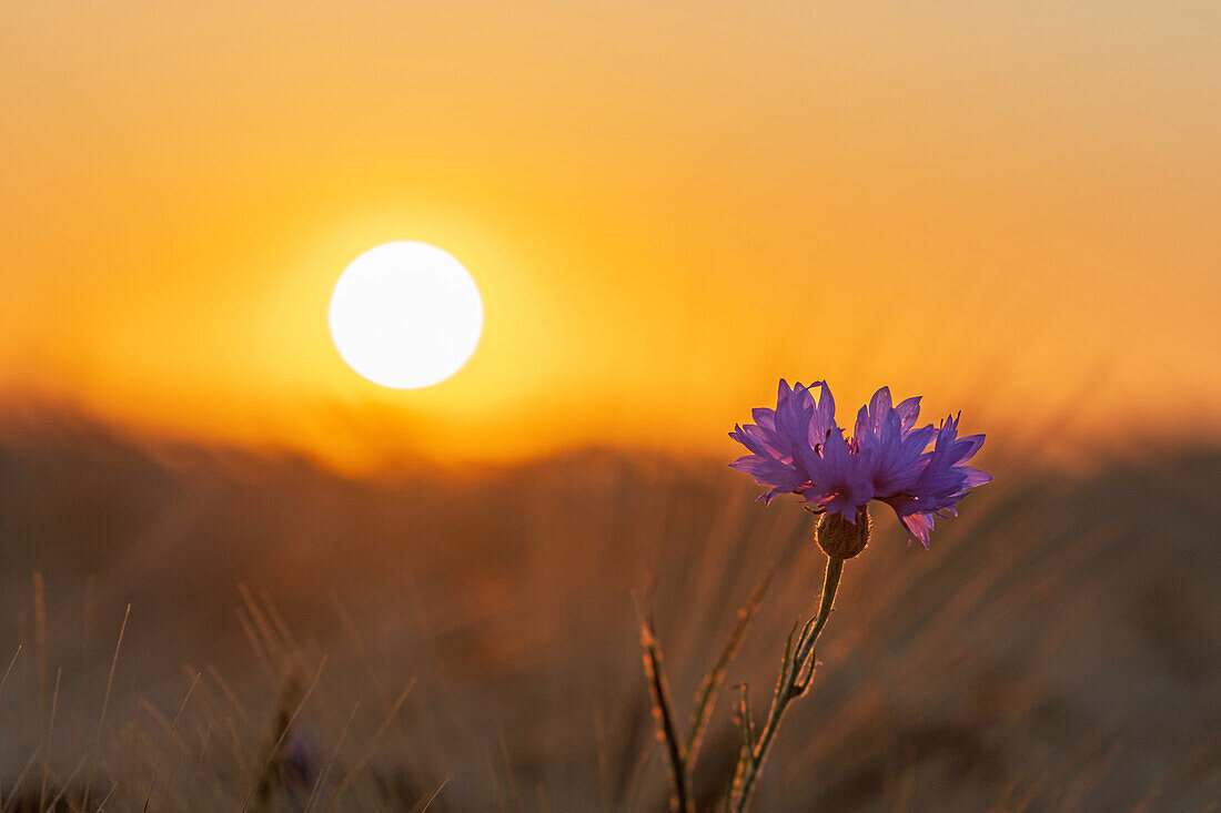 Cornflower in the evening light at the Baltic Sea, Ostholstein, Schleswig-Holstein, Germany