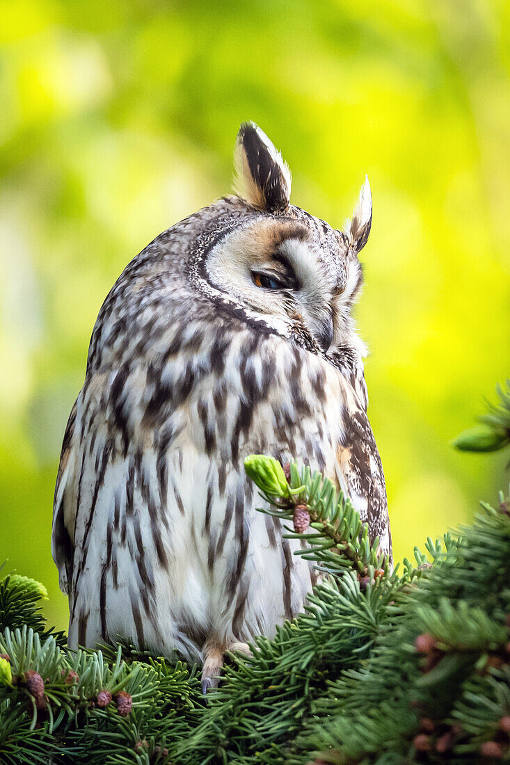 Waldohreule, Porträt, Vögel, Tiere, Deutschland