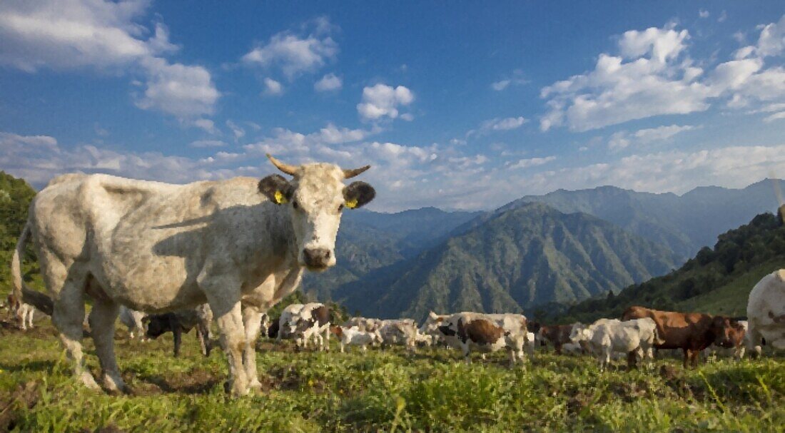 The Bocchetta di Margosio, Valdilana, Biella, Piedmont, Italy, Europe