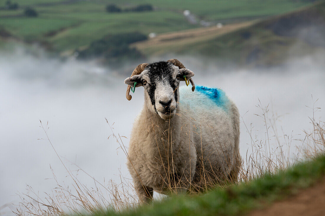 Sheep on Mam Tor with rolling mist in Edale Valley, Derbyshire, England, United Kingdom, Europe