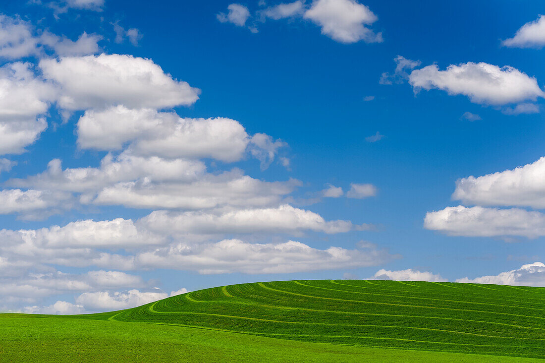 Wheatfields, green crops growing in an undulating landscape.