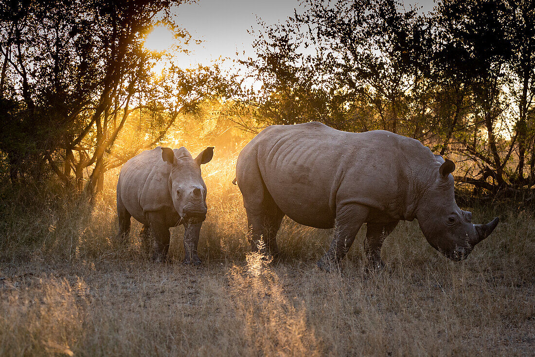 A mother white rhino and calf, Ceratotherium simum, stand together, backlit