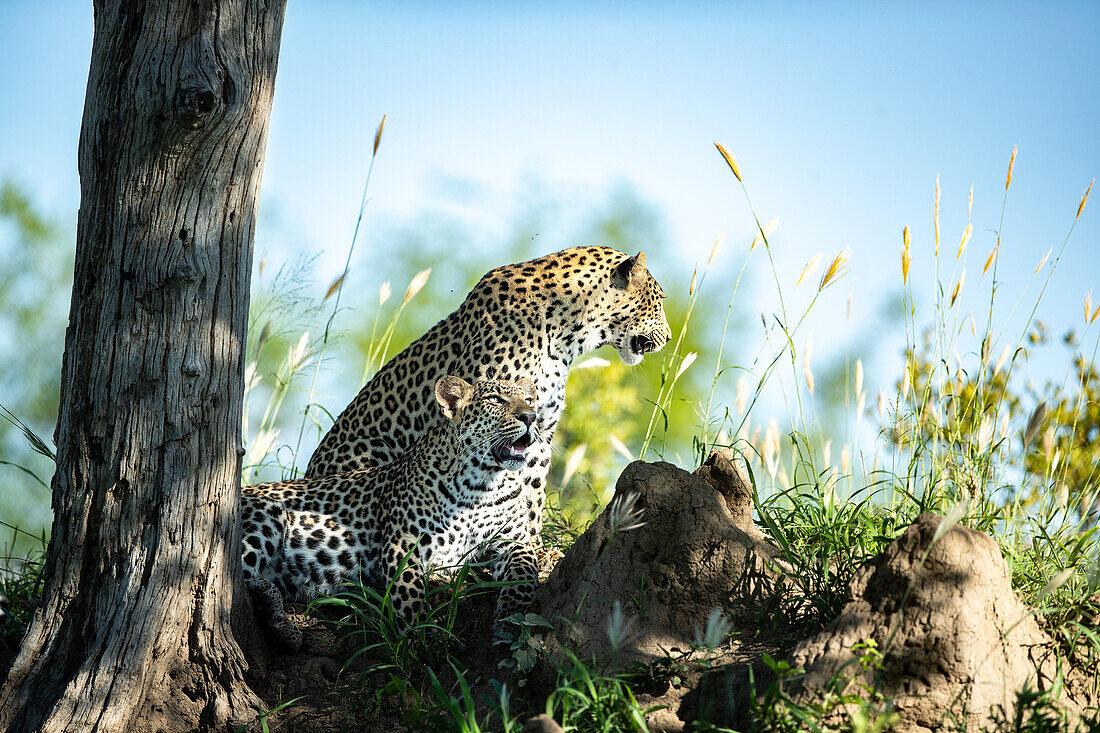 Eine Mutter und ein Leopardenjunges, Panthera pardus, ruhen zusammen im Schatten eines Baumes