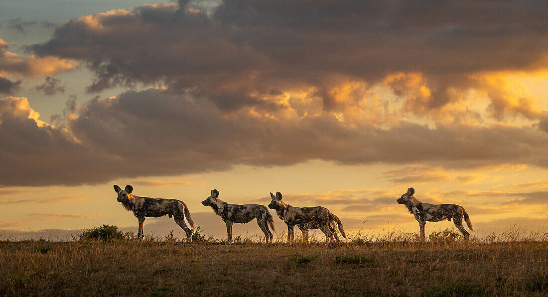 Vier wilde Hunde, Lycaon pictus, stehen im Abendlicht wachsam in einer Linie.