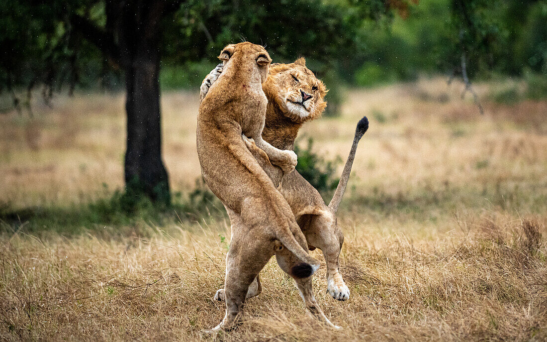 Two lions, Panthera leo, fight each other