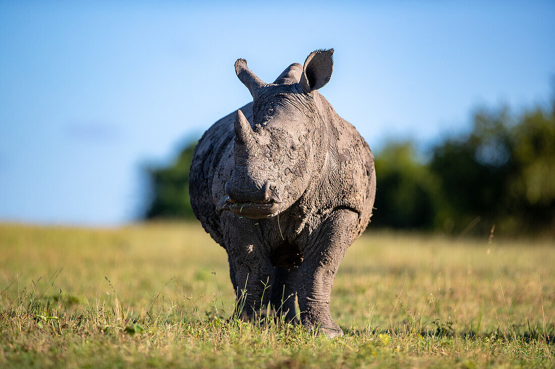 A  White rhinoceros,Ceratotherium simum, grazes on short grass and looks up