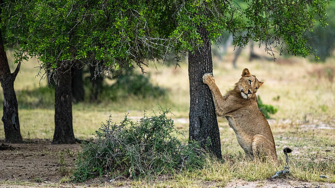Der junge männliche Löwe, Panthera leo, kratzt an einem Baum