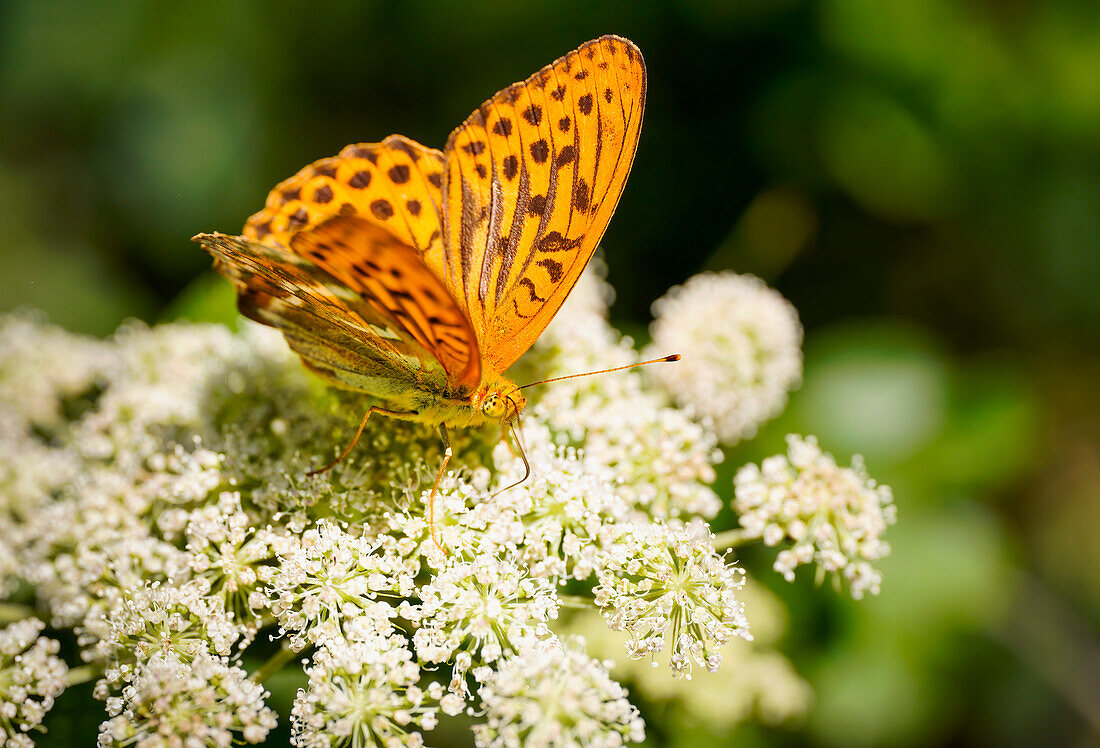 Colorful fritillary by the wayside, Bavaria, Germany