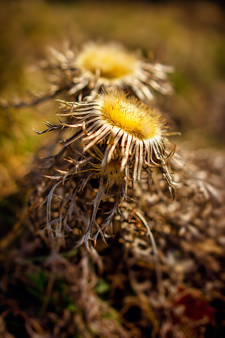 Close-up of a silver thistle, Bavaria, Germany