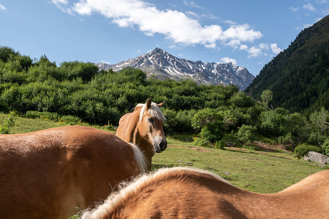 Haflinger, horses, Mittagskogel behind, 3162 meters high, Tieflehn, Pitztal, Tyrol, Austria