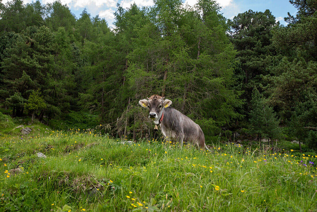 Free-ranging cow, mountaineering village of Vent, Oetztal, Tyrol, Austria