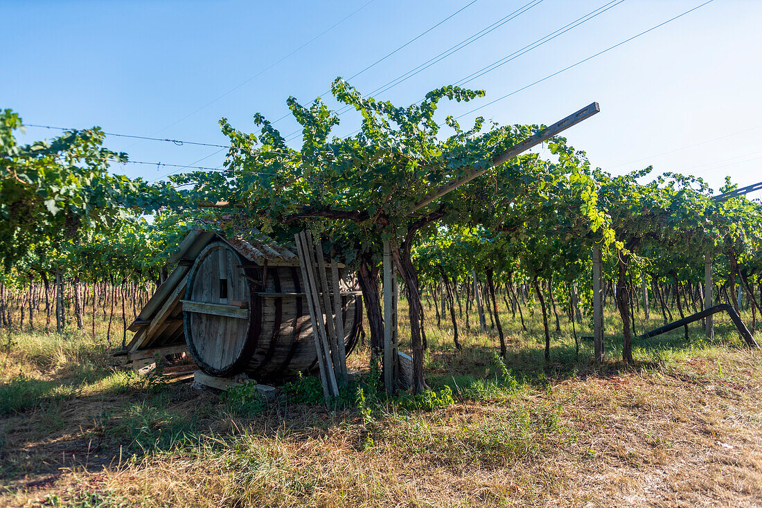 Weingut in Pedemonte, Weinfass, Verona, Venetien, Italien