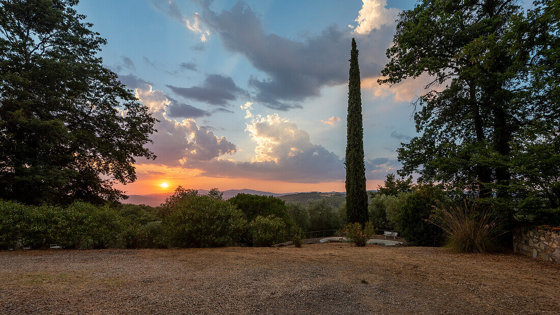 Sonnenuntergang im Olivenhain, einzelne Zypresse, Sasso d’Ombrone, gehört zur Gemeinde Cinigiano, Provinz Grosseto, Toskana, Italien