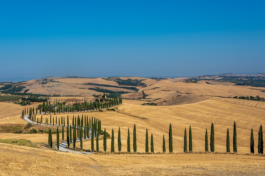Cypress avenue to Baccoleno country house, on the hills of the Crete Senesi Asciano hiking area, Tuscany, Italy