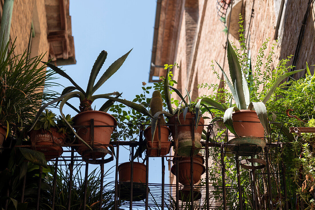Flower pots with cacti, historic old town, Siena, Tuscany, Italy
