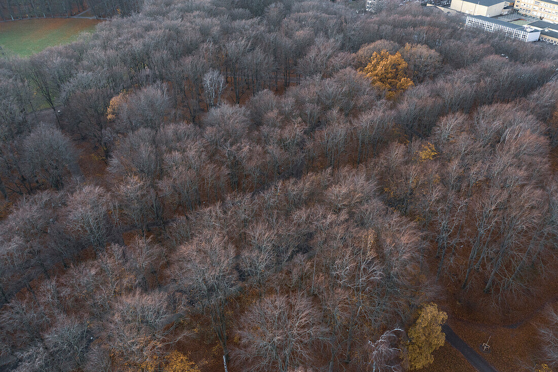 Sweden, Malmoe, Aerial view of bare trees inÊPildammsparken