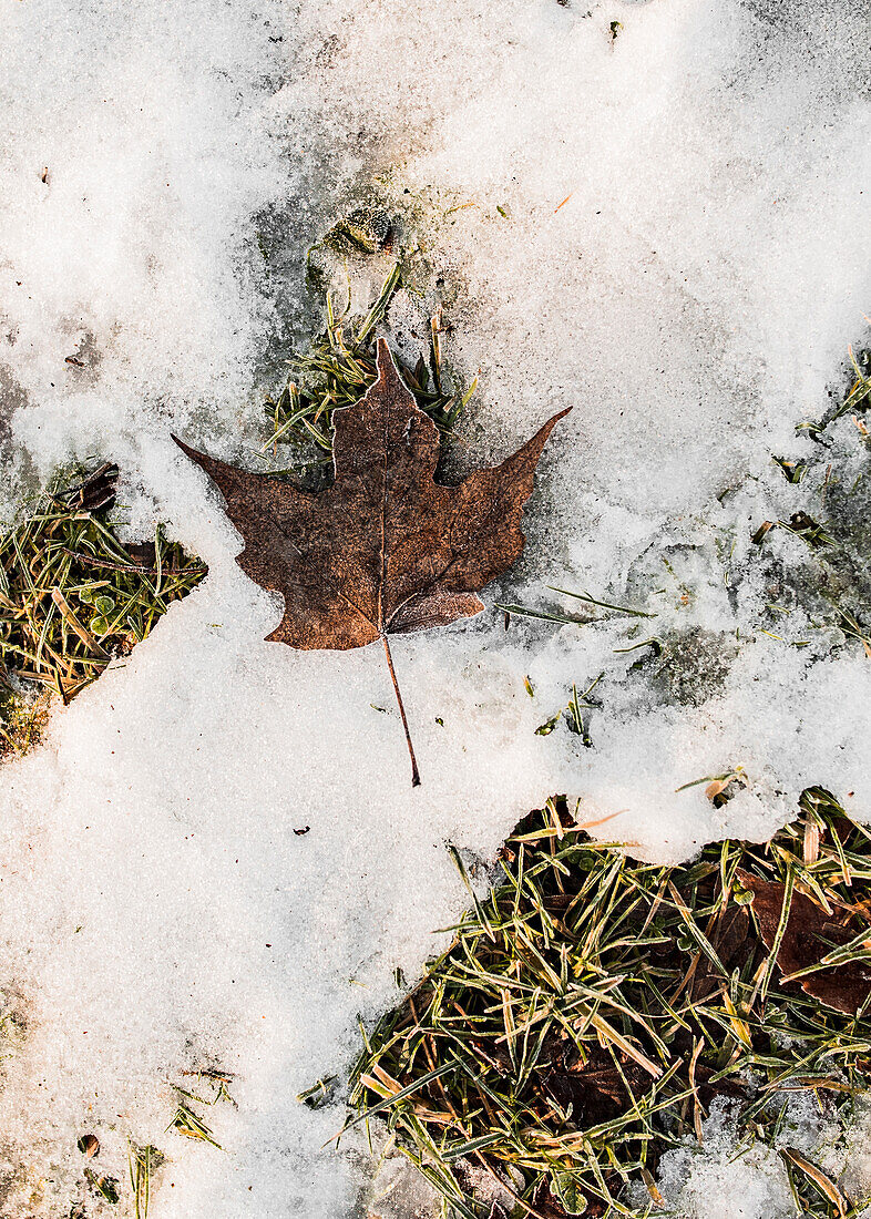 Leaf on snowy ground