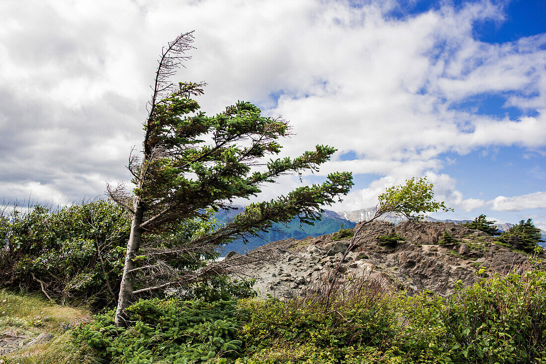 USA, Alaska, Bäume im Wind in Berglandschaft
