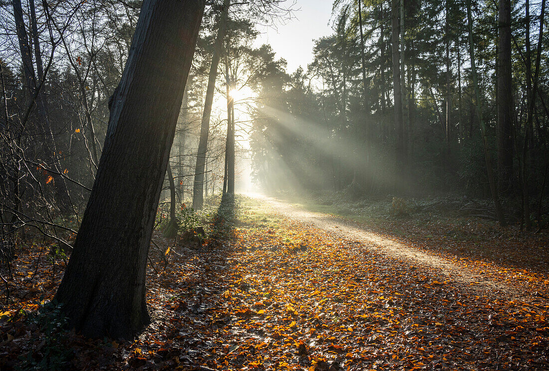 Sonne scheint durch Bäume im Herbstwald