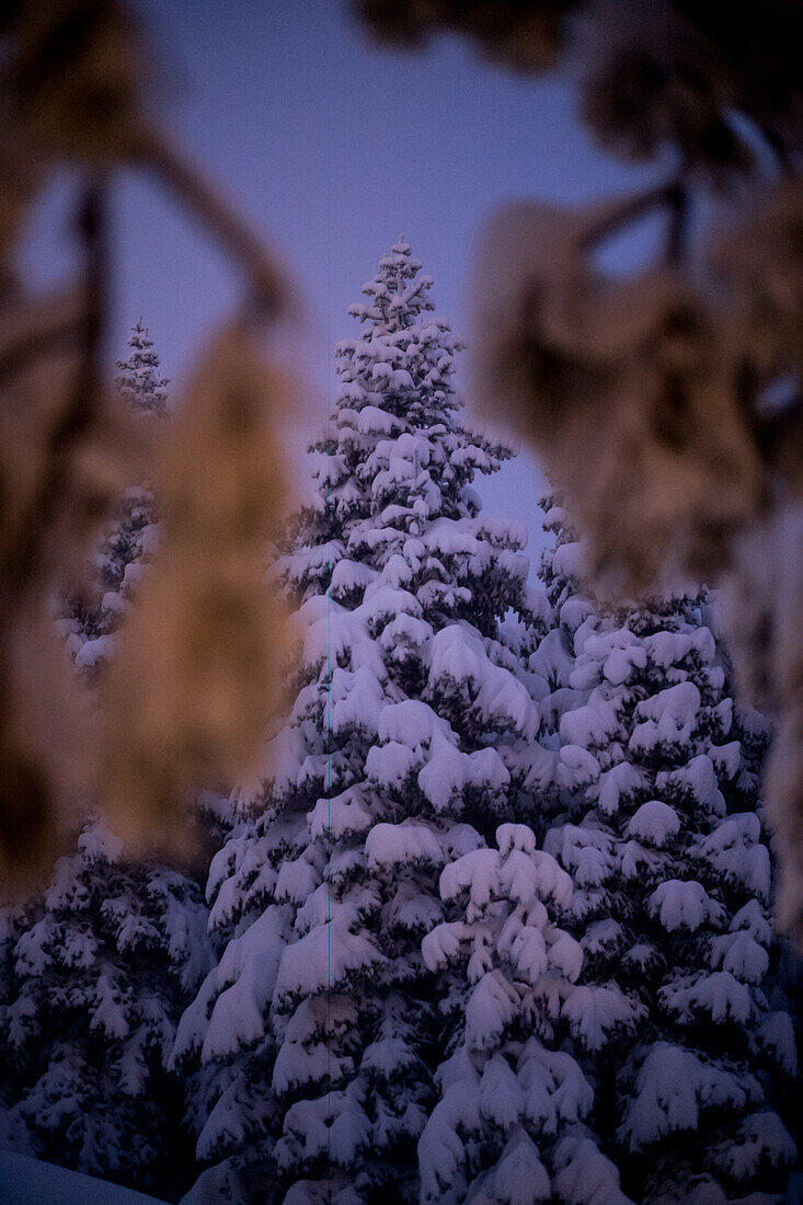 Schneebedeckte Bäume in der Abenddämmerung