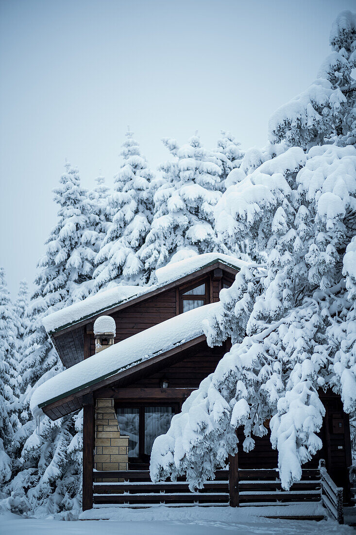 Snow covered cottage house and trees