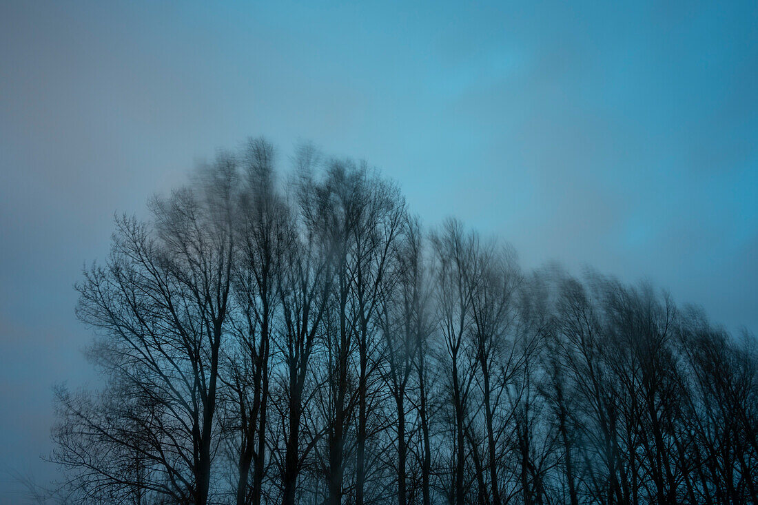 Bare tree tops against overcast sky