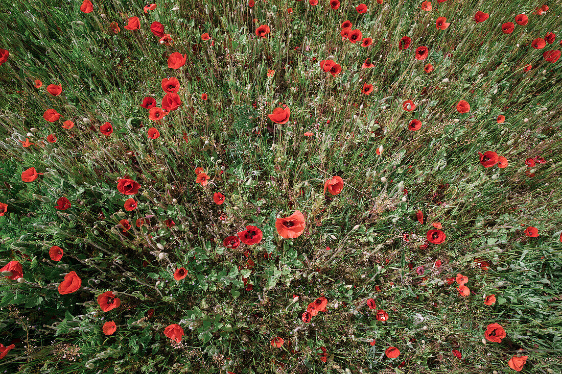 Blick aus der Vogelperspektive auf rote Mohnblumen, die auf dem Feld wachsen