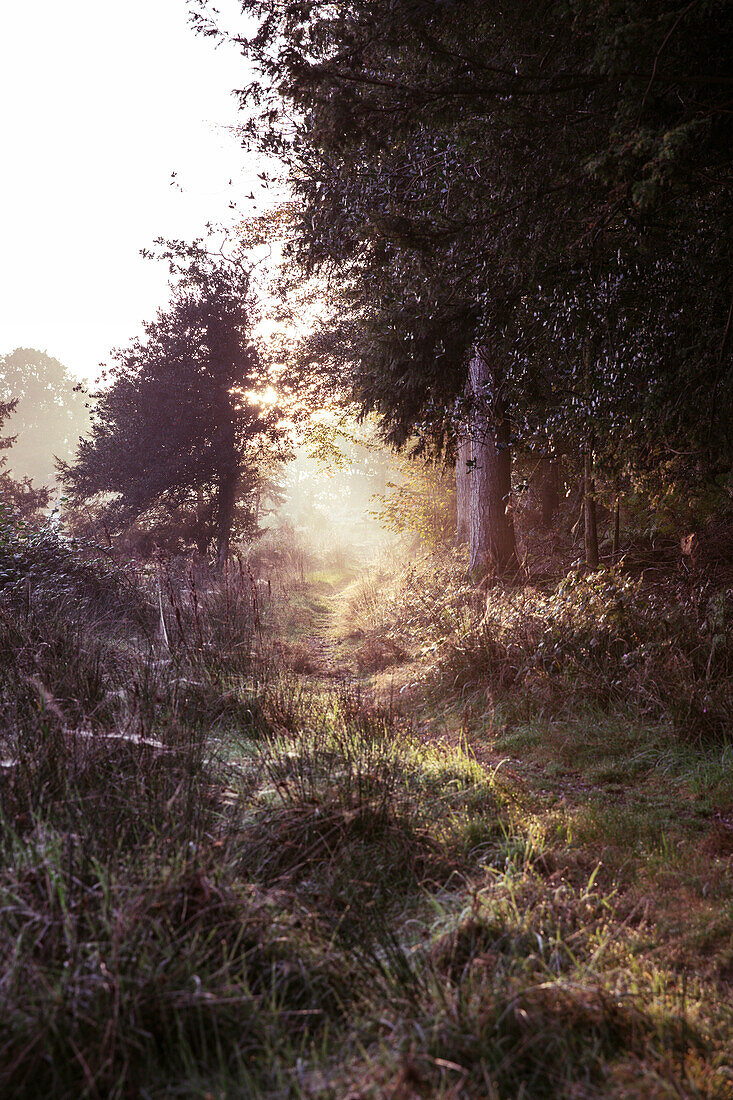 Morning sun shining through trees in forest