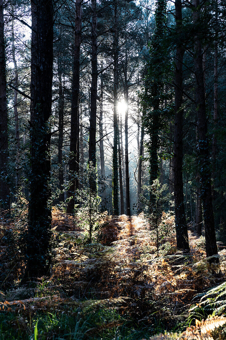 Sonne scheint durch Bäume im Wald