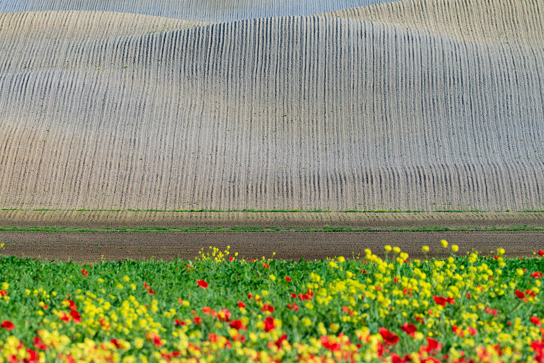 Landschaft um San Quirico d’Orcia, Val d'Orcia, Orcia-Tal, UNESCO-Weltkulturerbe, Provinz Siena, Toskana, Italien, Europa