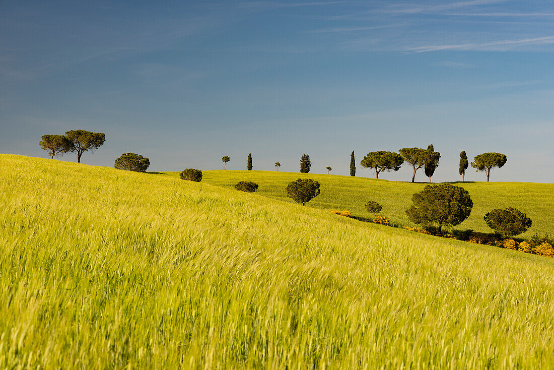 Landscape around San Quirico d'Orcia, Val d'Orcia, Orcia Valley, UNESCO World Heritage Site, Province of Siena, Tuscany, Italy, Europe