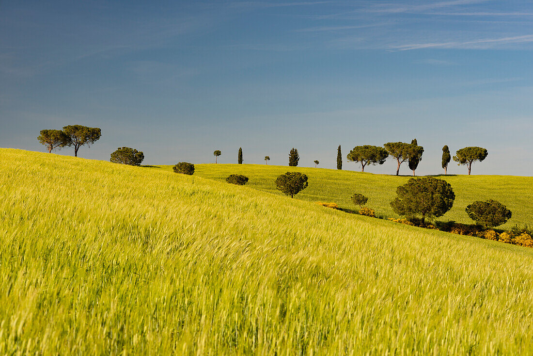 Landschaft um San Quirico d’Orcia, Val d'Orcia, Orcia-Tal, UNESCO-Weltkulturerbe, Provinz Siena, Toskana, Italien, Europa