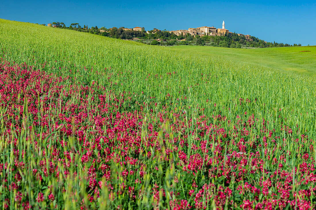 Landschaft um Pienza, Val d'Orcia, Orcia-Tal, UNESCO-Weltkulturerbe, Provinz Siena, Toskana, Italien, Europa