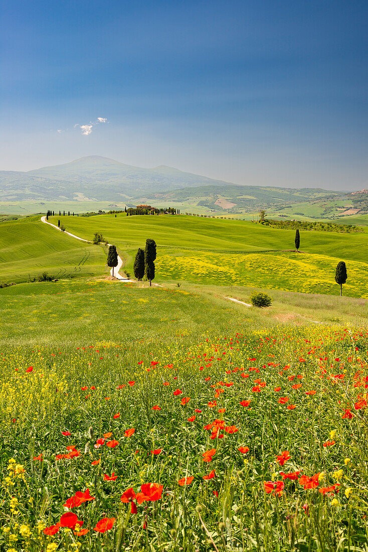 Landschaft um Pienza, Val d'Orcia, Orcia-Tal, UNESCO-Weltkulturerbe, Provinz Siena, Toskana, Italien, Europa